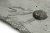 Plate of Silurian Cystoid (Caryocrinites) Fossils - New York #232152-4